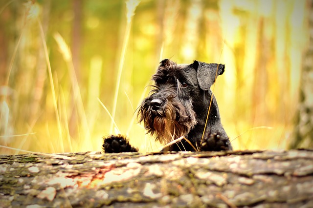 miniature-schnauzer-1923470_640